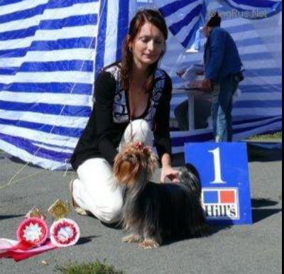 KENDLAIT SHE CAN FLY JEDI SANSE — Labaza DogPedigree YorkshireTerrier